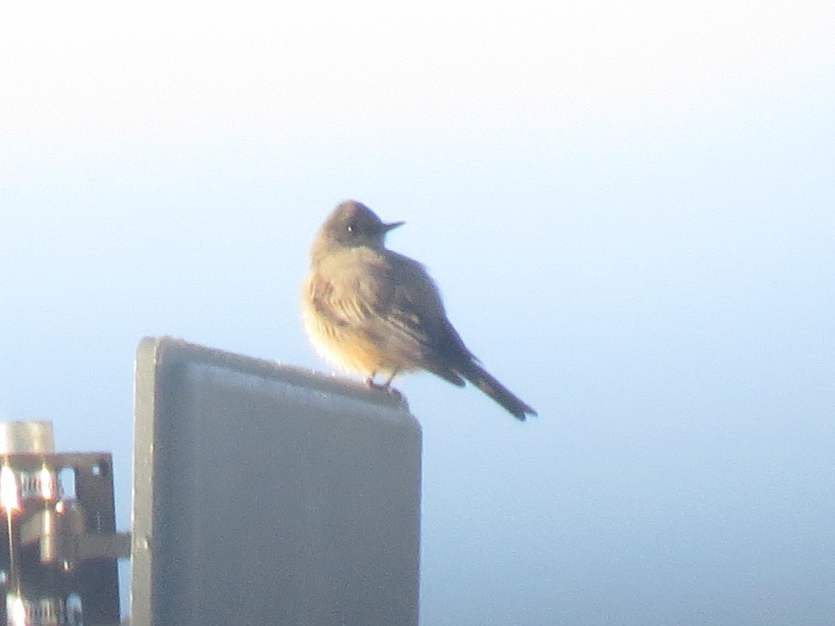 Say's Phoebe - Ted Floyd