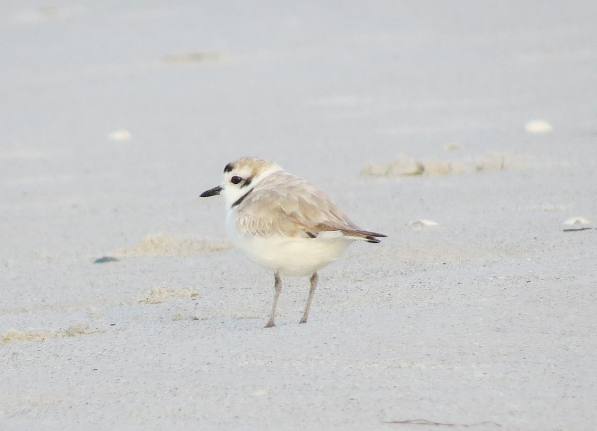 Snowy Plover - ML147062081