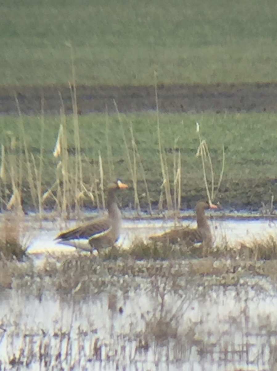 Greater White-fronted Goose - ML147062291