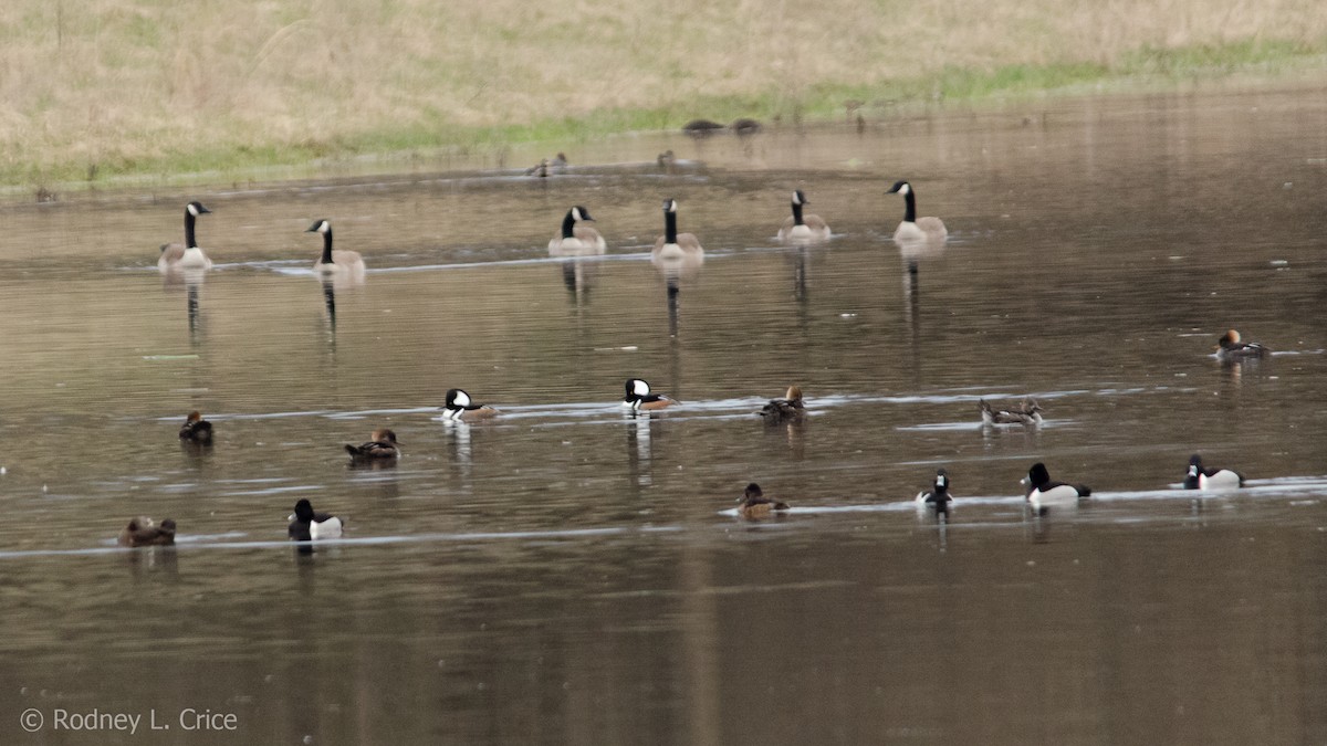 Hooded Merganser - Rodney Crice