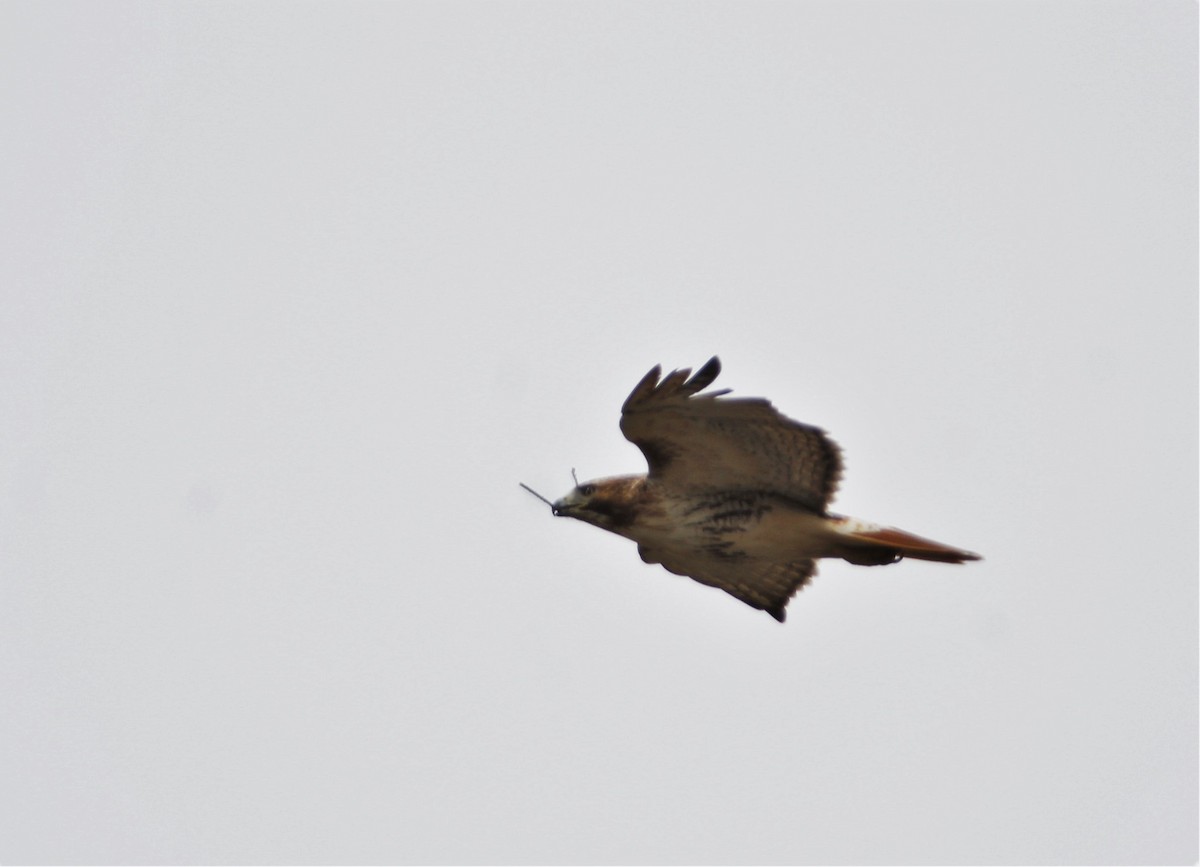 Red-tailed Hawk - ML147062821