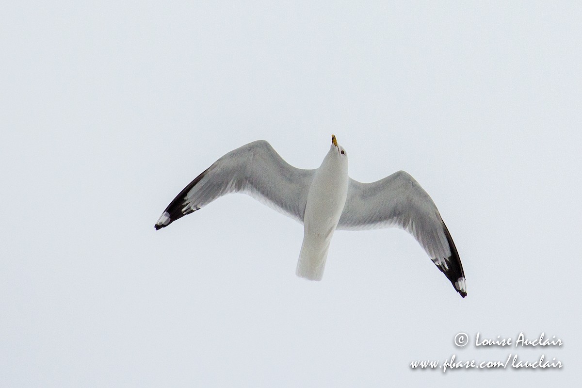 Ring-billed Gull - ML147062911