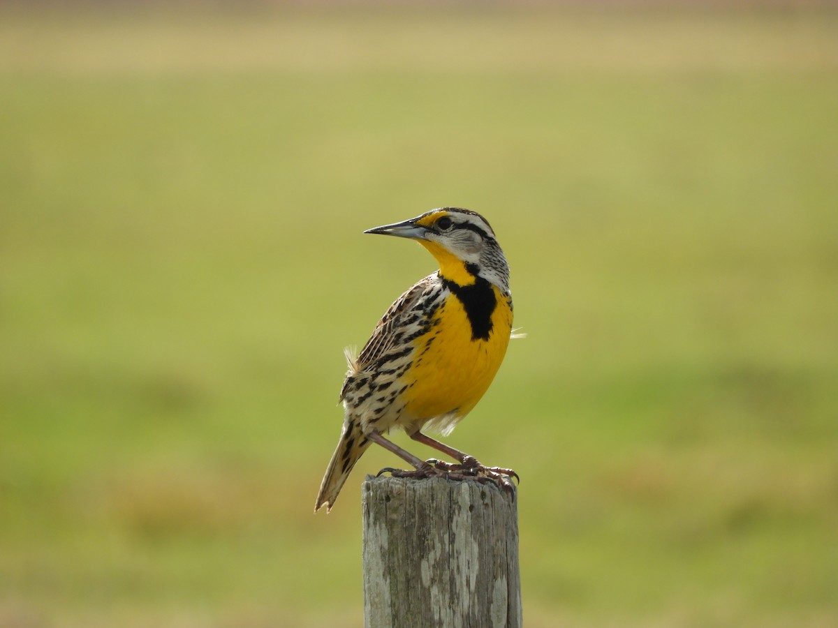 Eastern Meadowlark - ML147063191