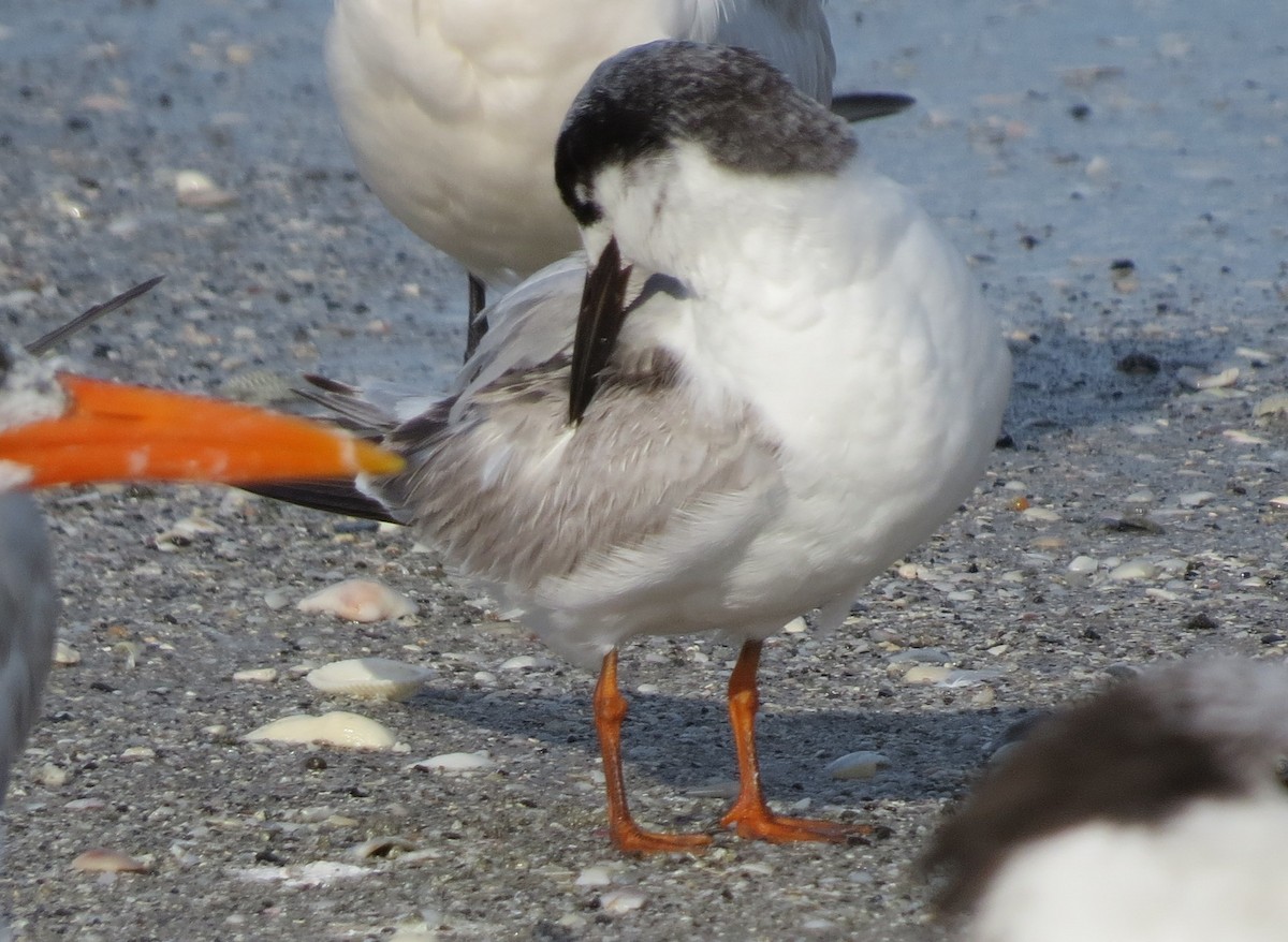 Common Tern - ML147063511