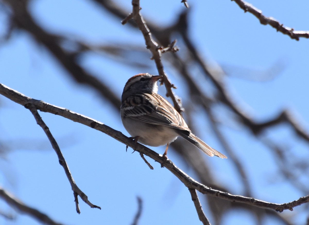 Chipping Sparrow - Owen Sinkus