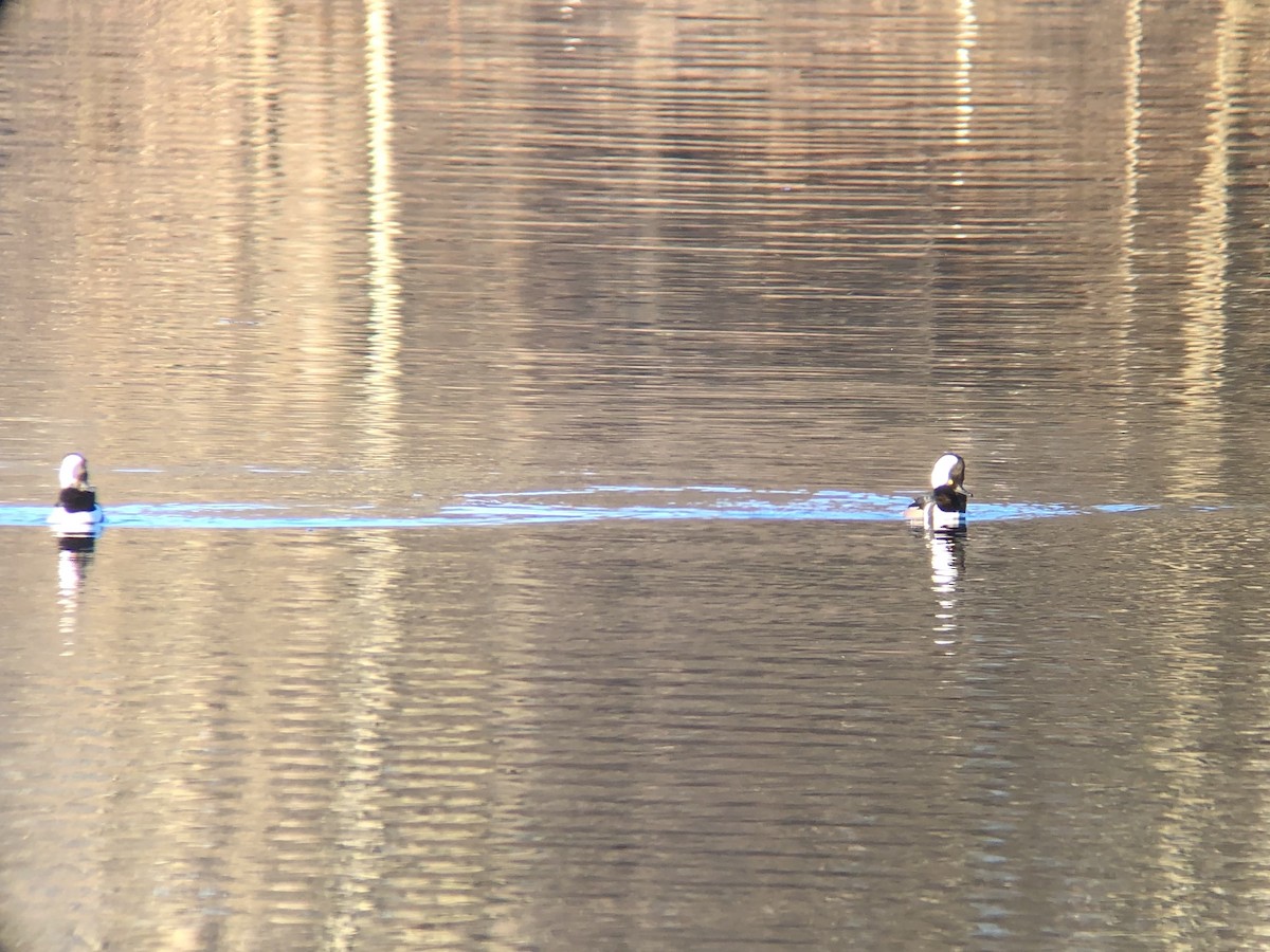 Hooded Merganser - ML147063821