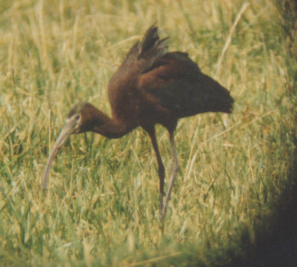 eBird Checklist - 16 Jun 2002 - Fallon - 16 species