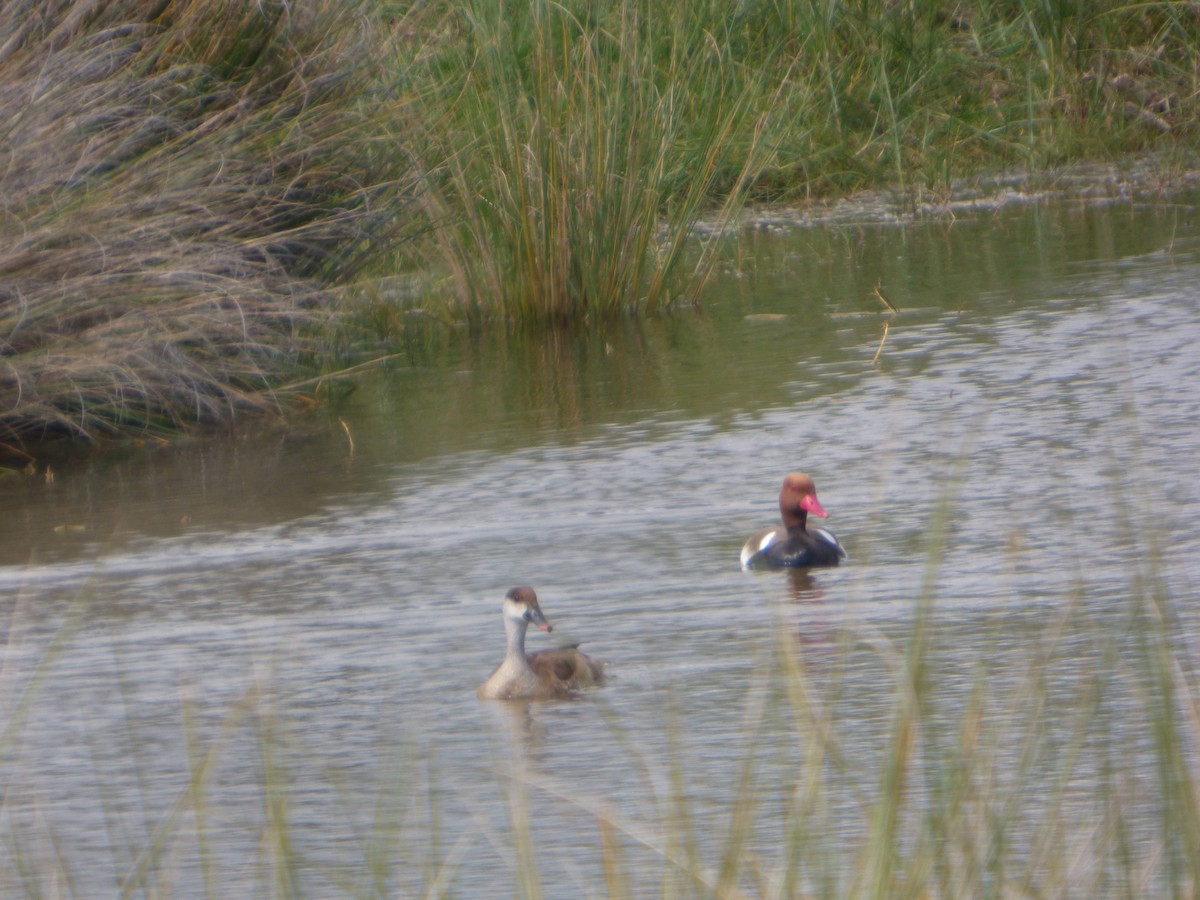 Red-crested Pochard - ML147066331