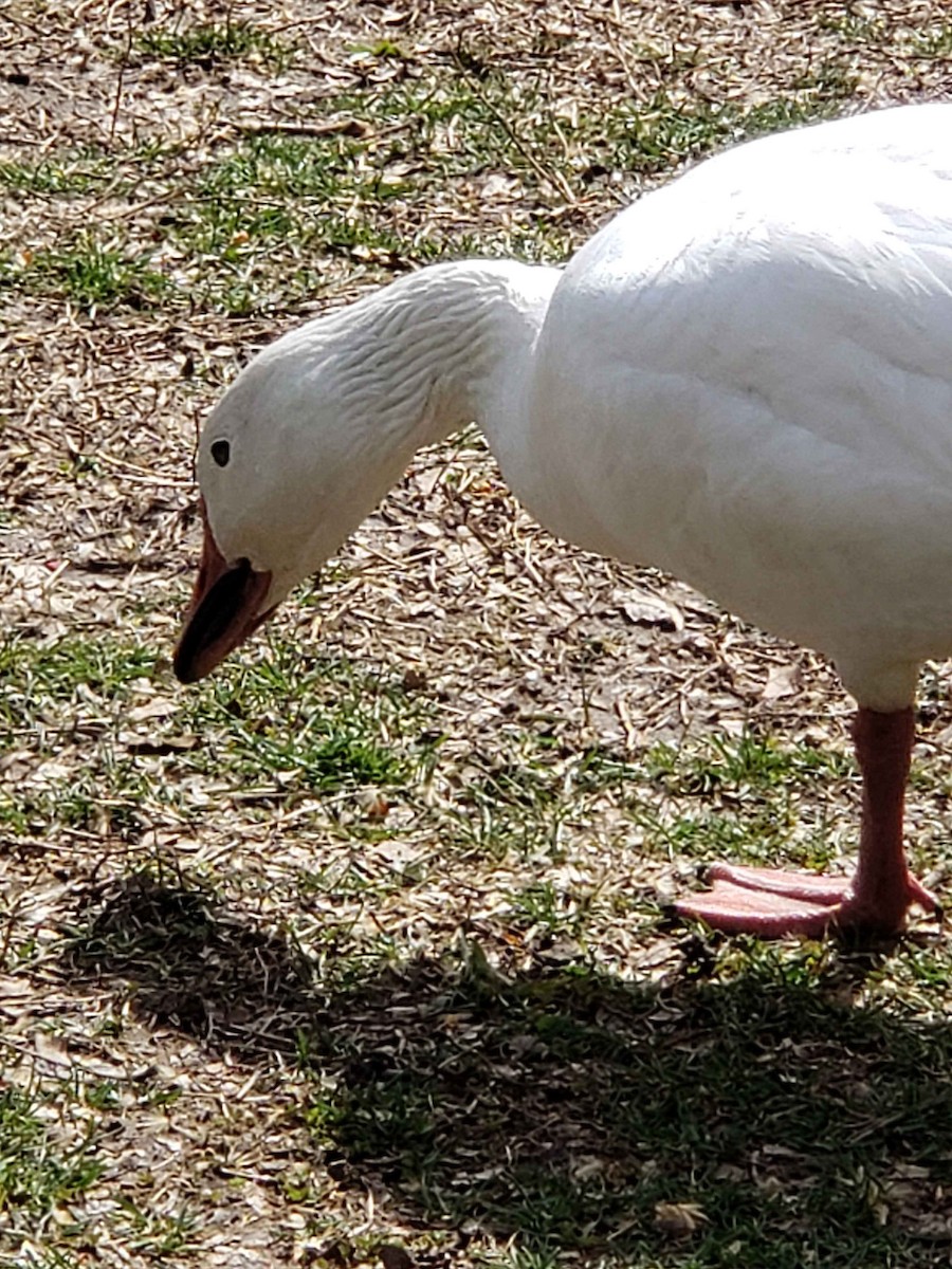 Snow Goose - ML147066531