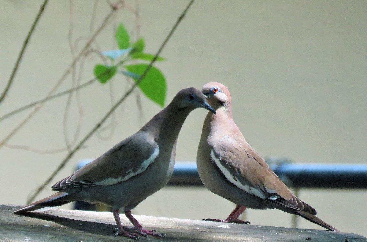 White-winged Dove - ML147069101