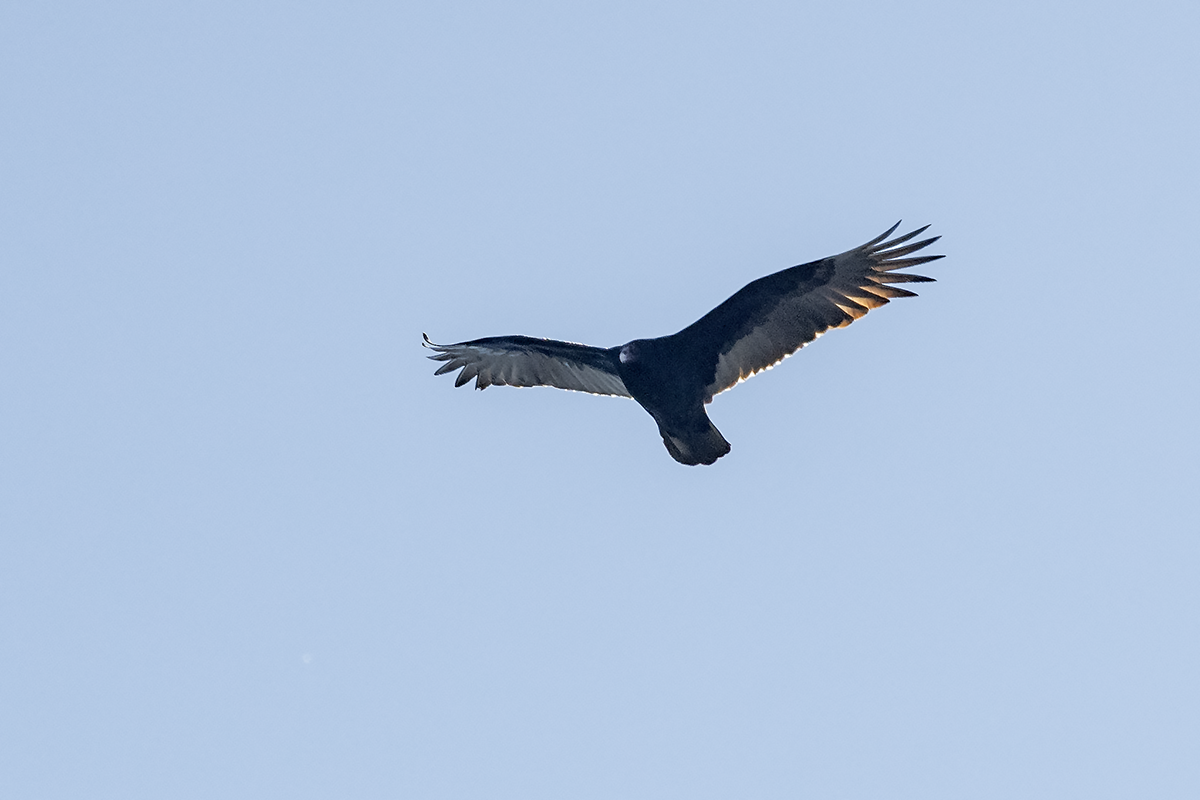 Turkey Vulture - ML147070001