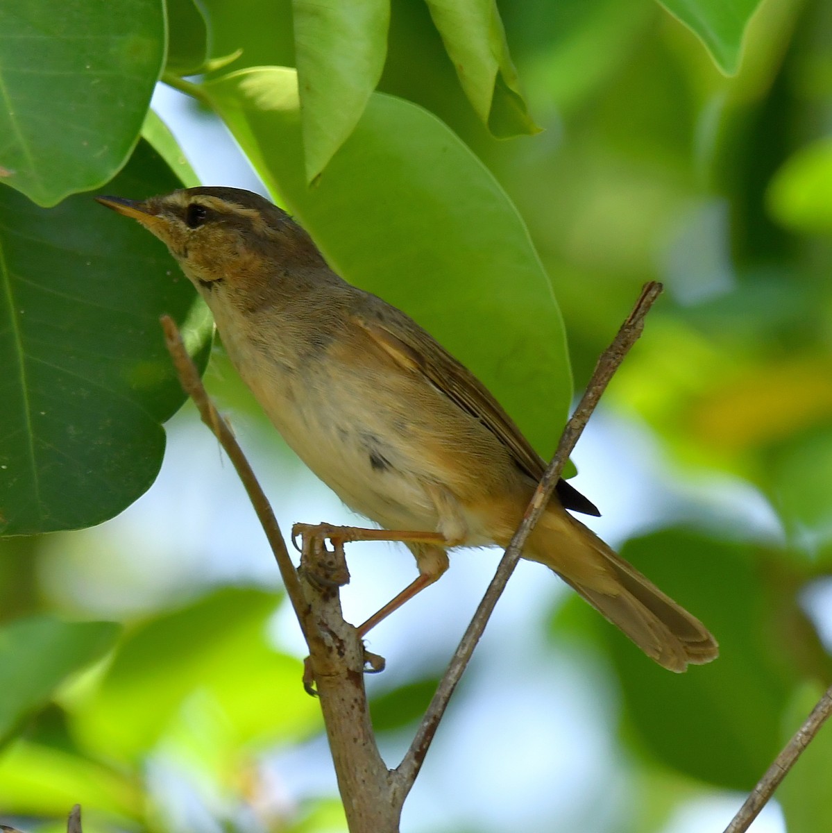 Dusky Warbler - ML147070021