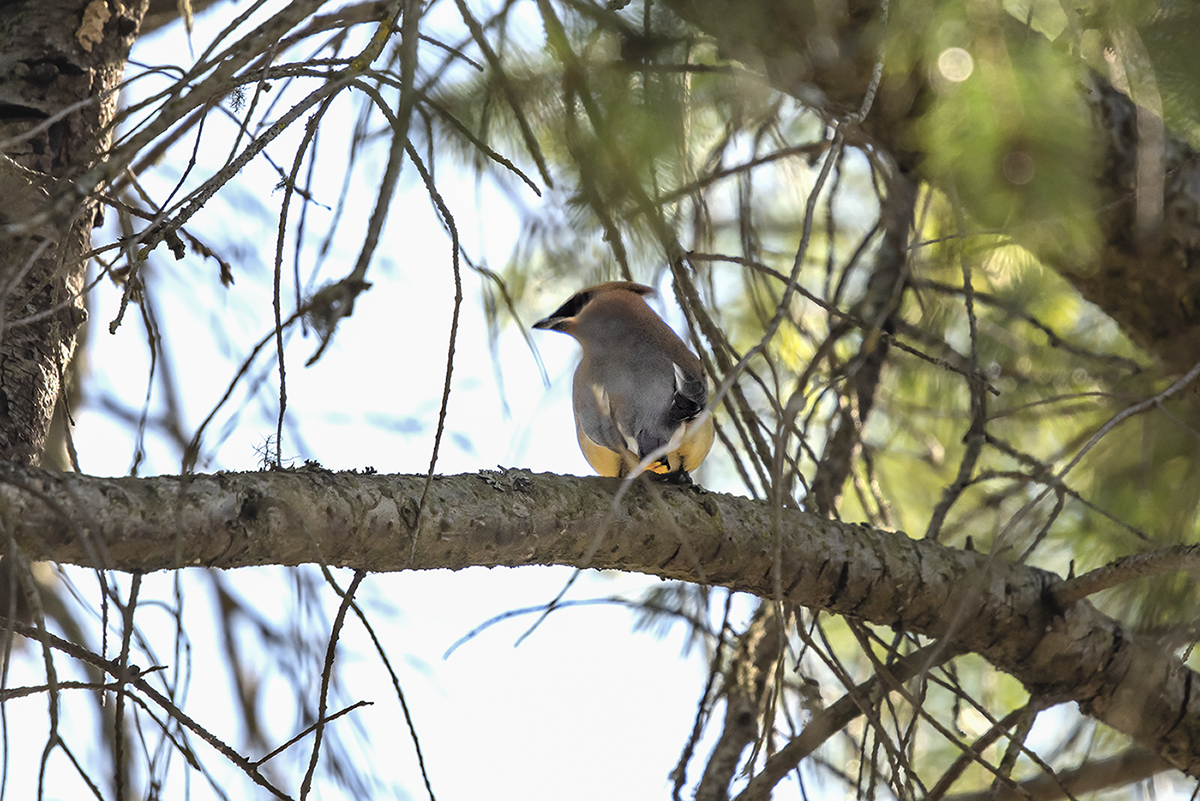 Cedar Waxwing - ML147070231