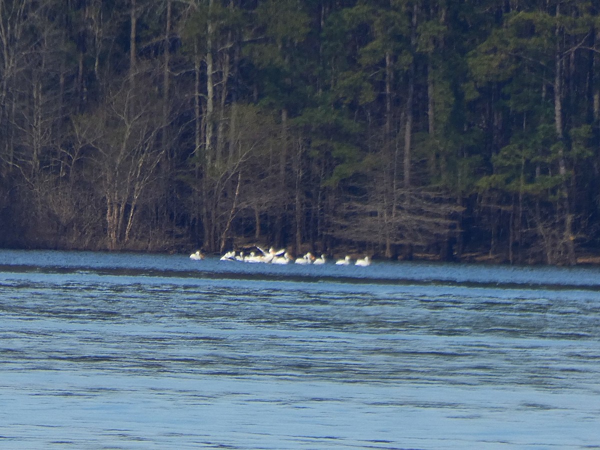 American White Pelican - ML147070841