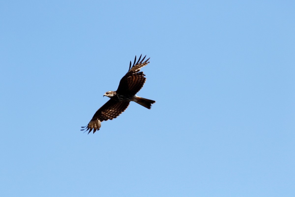 Snail Kite - ML147071031