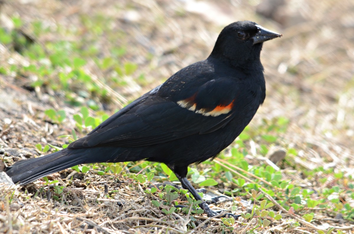 Red-winged Blackbird - ML147073471