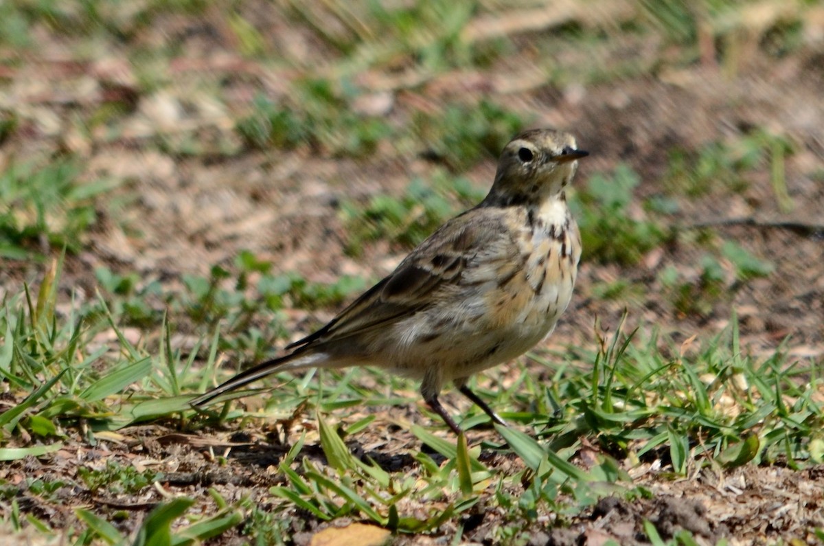 American Pipit - ML147073811