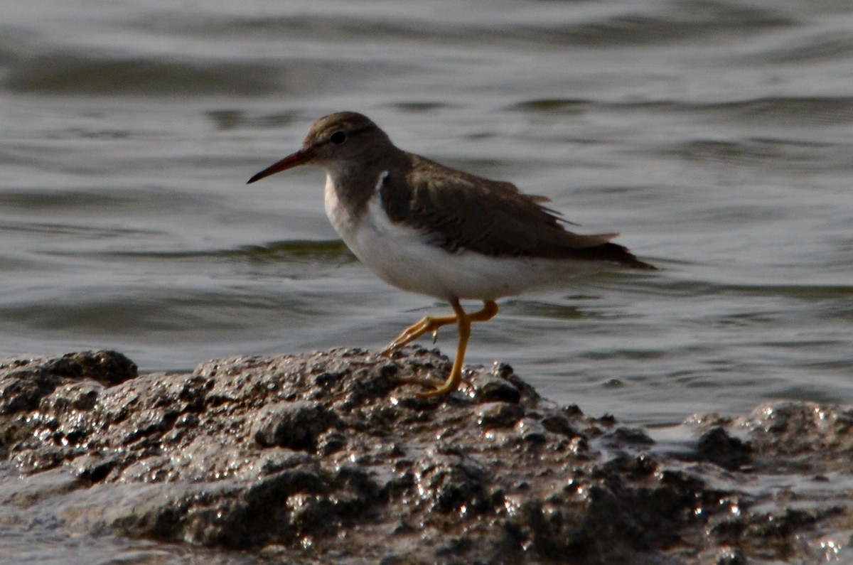 Spotted Sandpiper - ML147073881