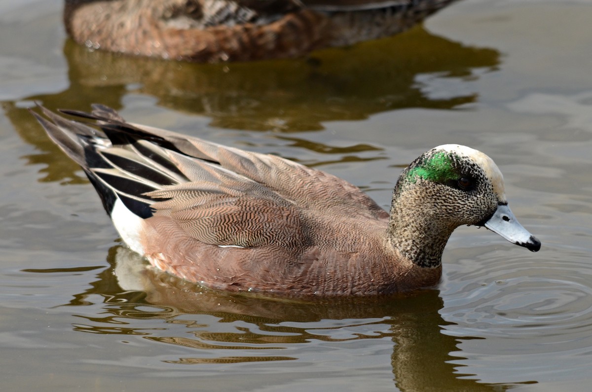 American Wigeon - ML147074011