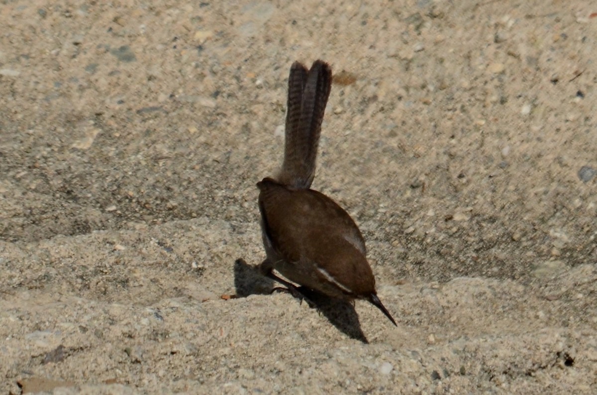 Bewick's Wren - ML147074021