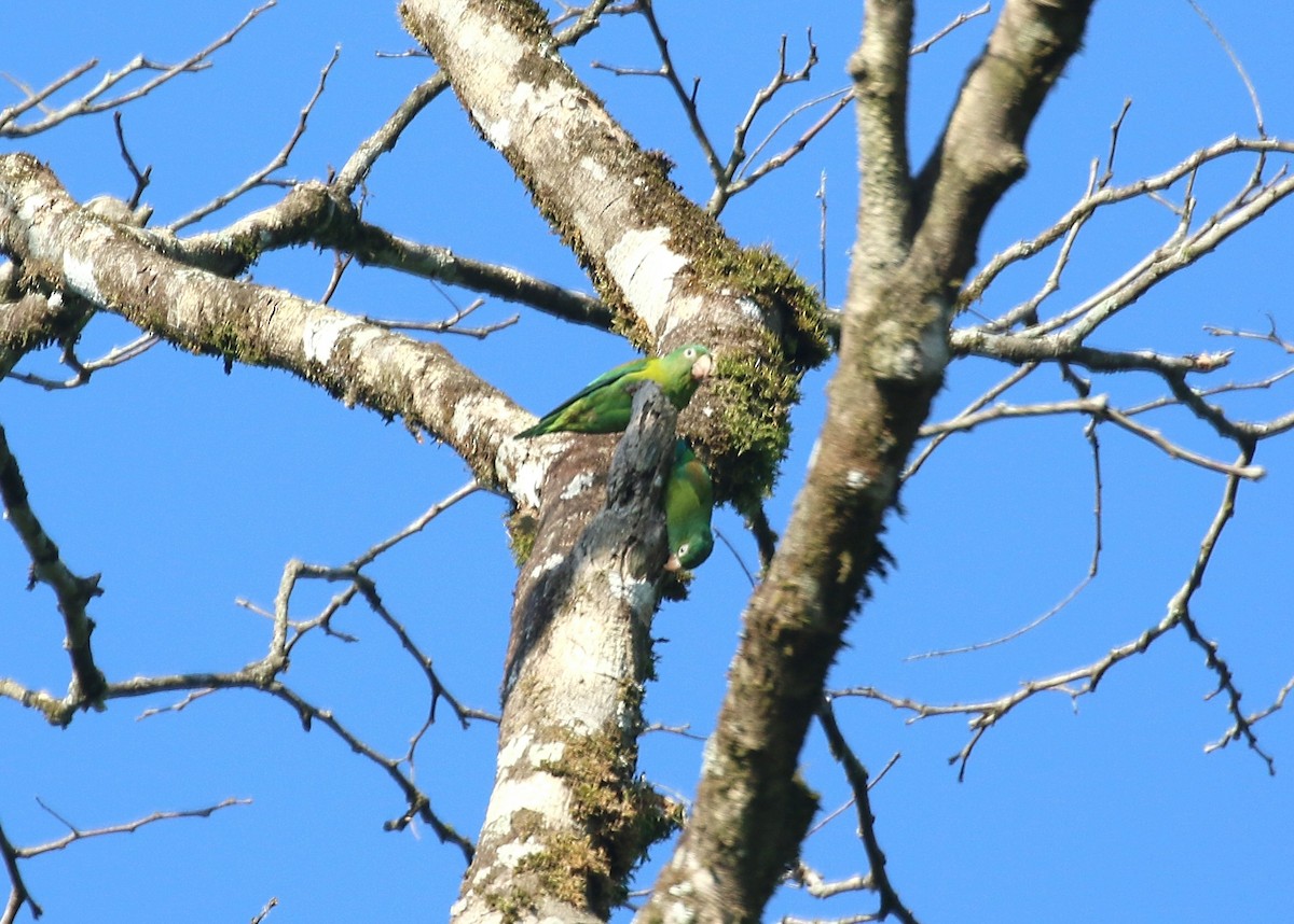 Orange-chinned Parakeet - ML147074501