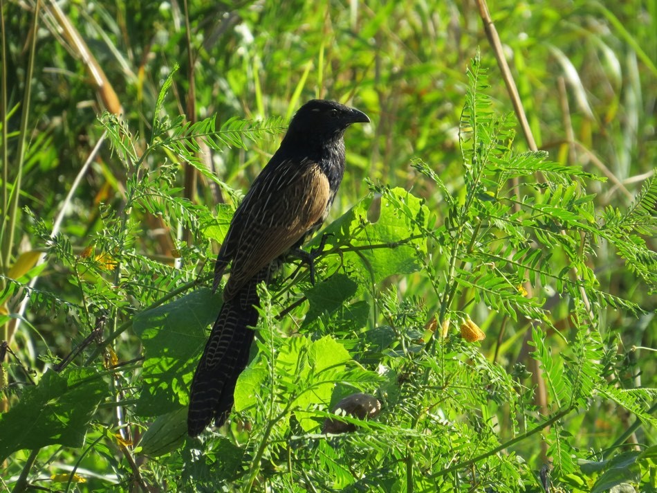 Lesser Coucal - ML147075881