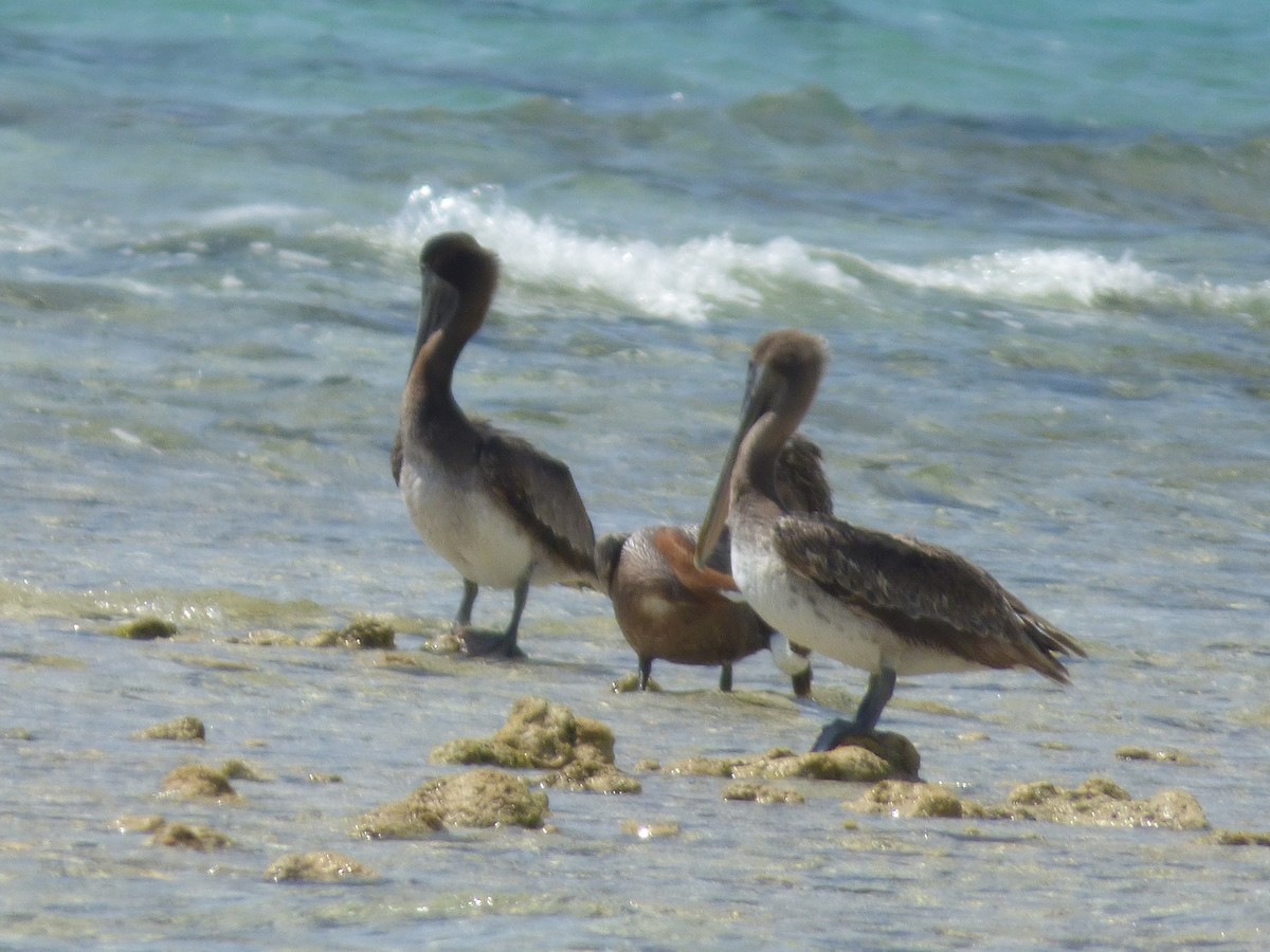 Brown Pelican - ML147076241