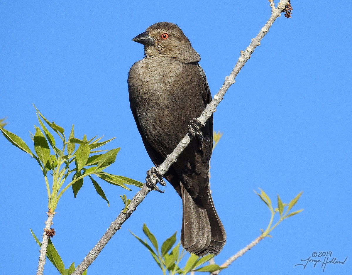 Bronzed Cowbird - Tonya Holland