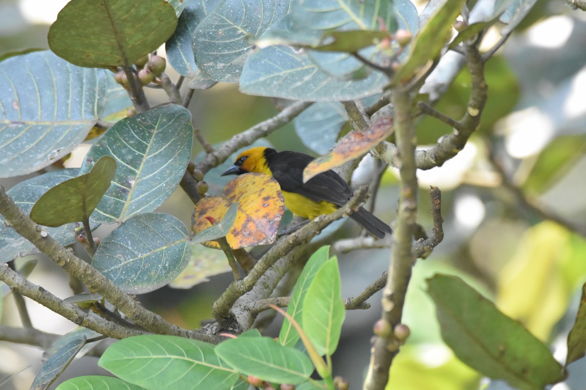 Black-necked Weaver - Santiago Caballero Carrera