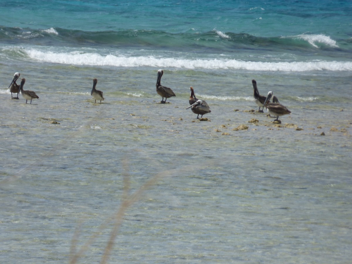 Brown Pelican - ML147076781