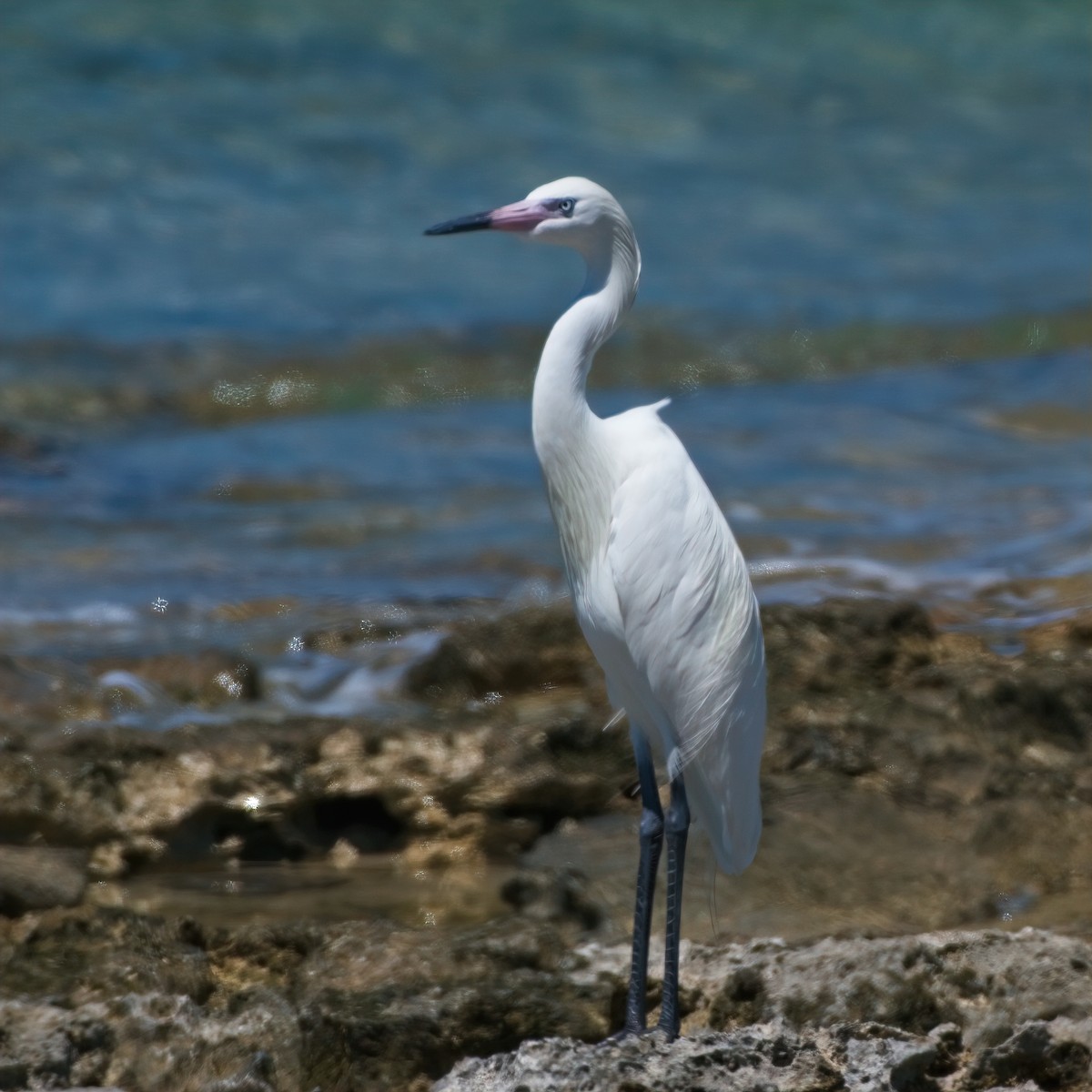 Reddish Egret - ML147076891