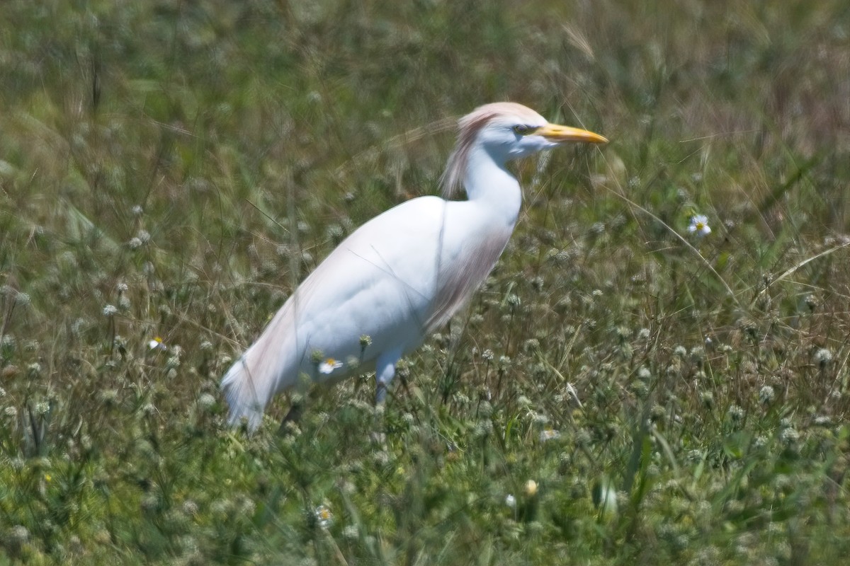 Western Cattle Egret - ML147077241