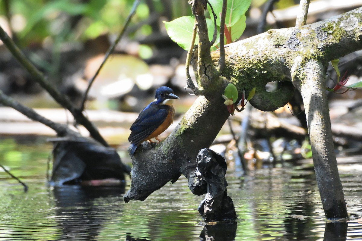 Shining-blue Kingfisher - ML147078201