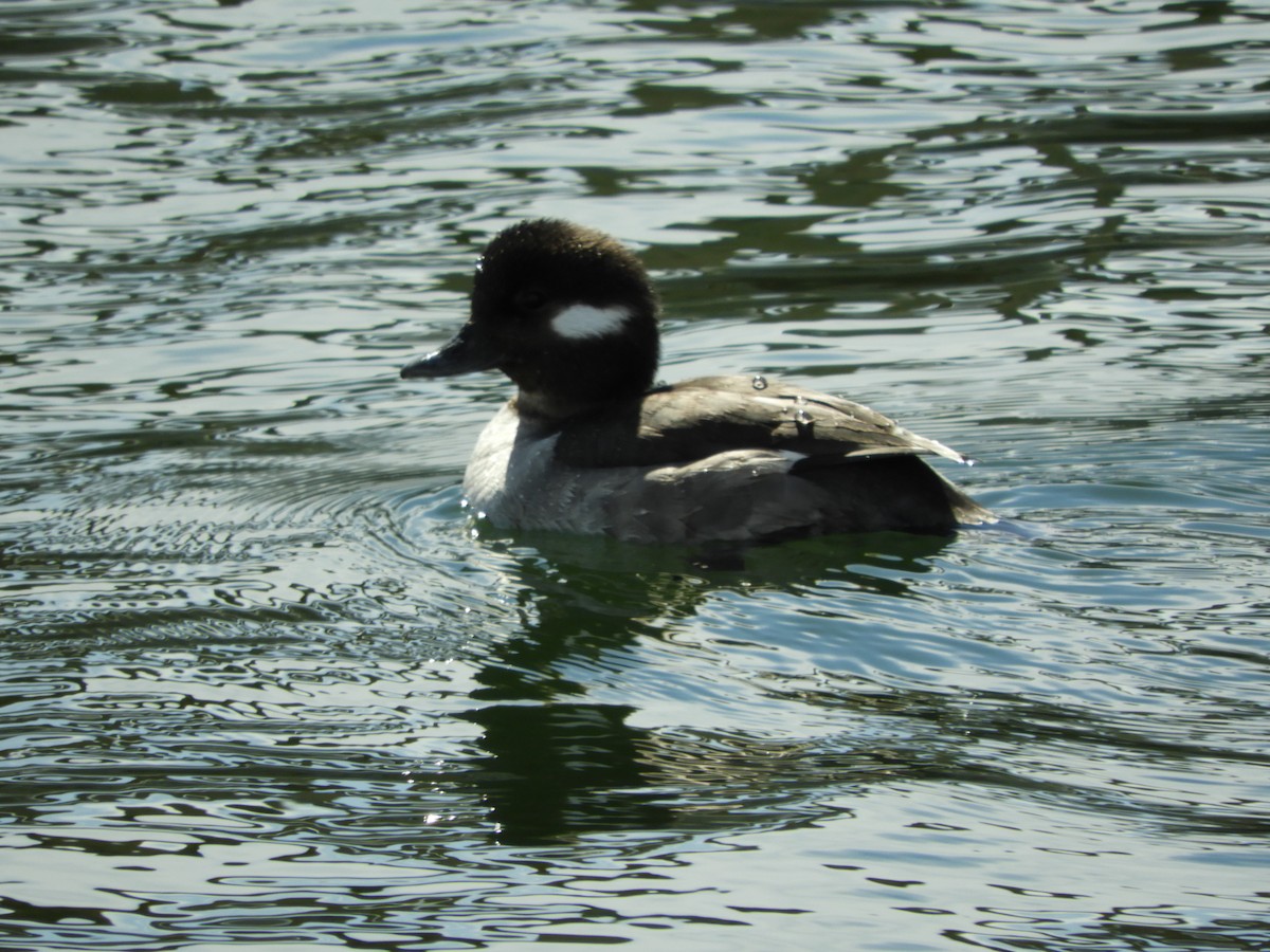 Bufflehead - ML147078211