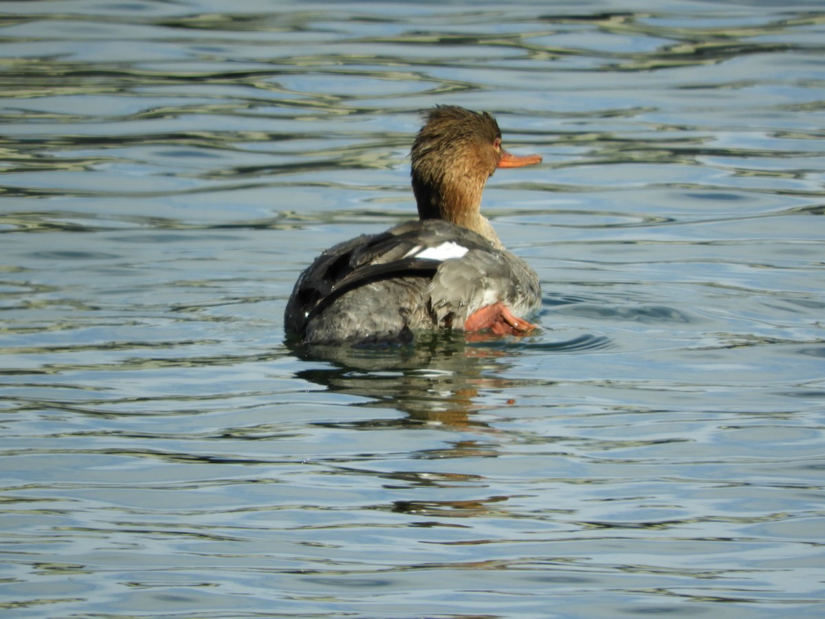 Red-breasted Merganser - ML147078281