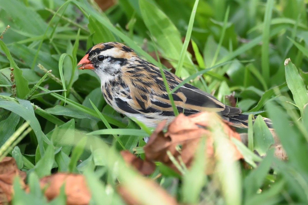 Pin-tailed Whydah - ML147078391