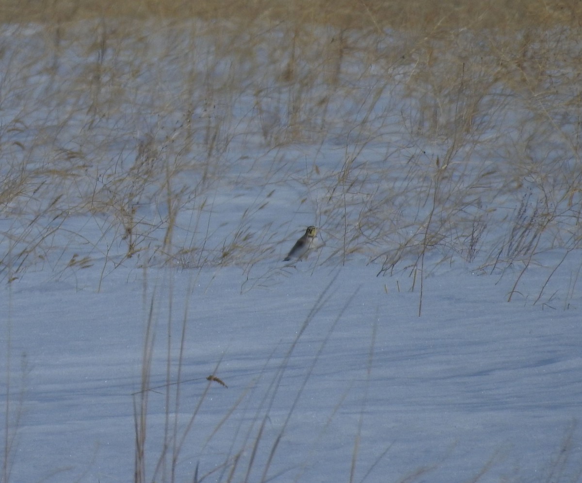 Horned Lark - ML147079061