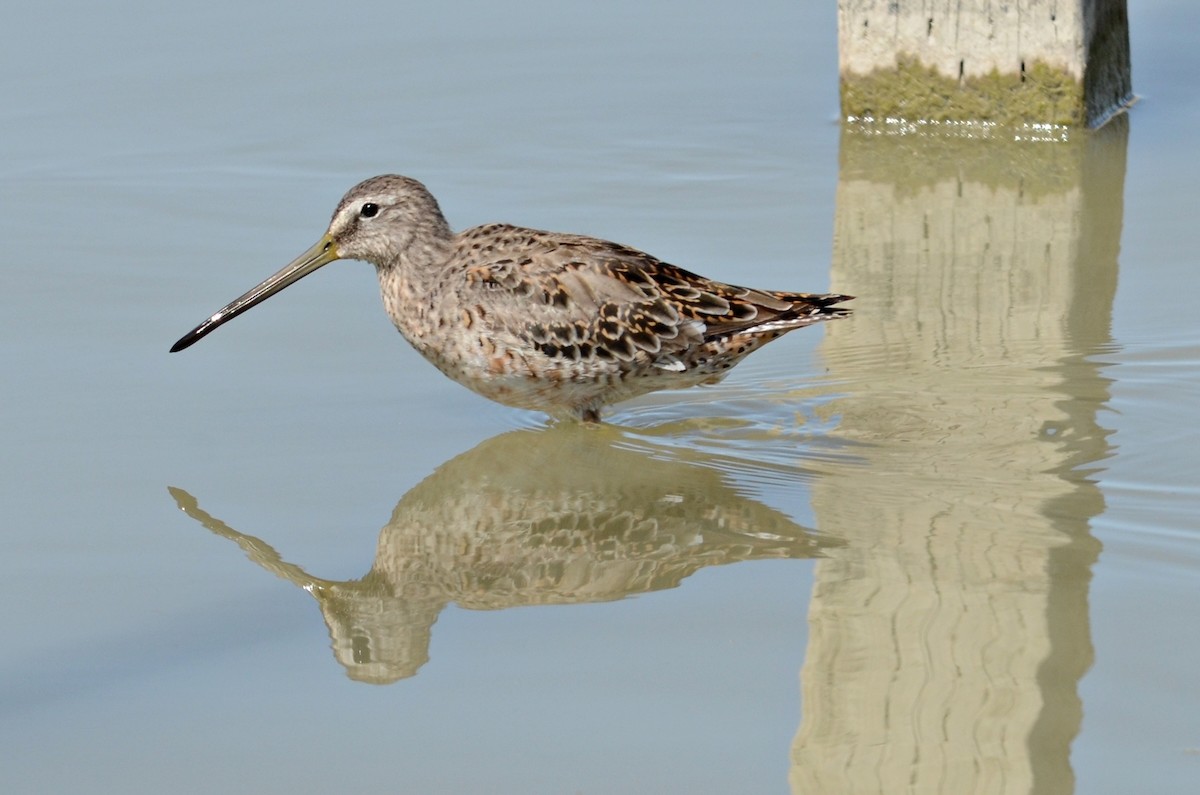 langnebbekkasinsnipe - ML147079971