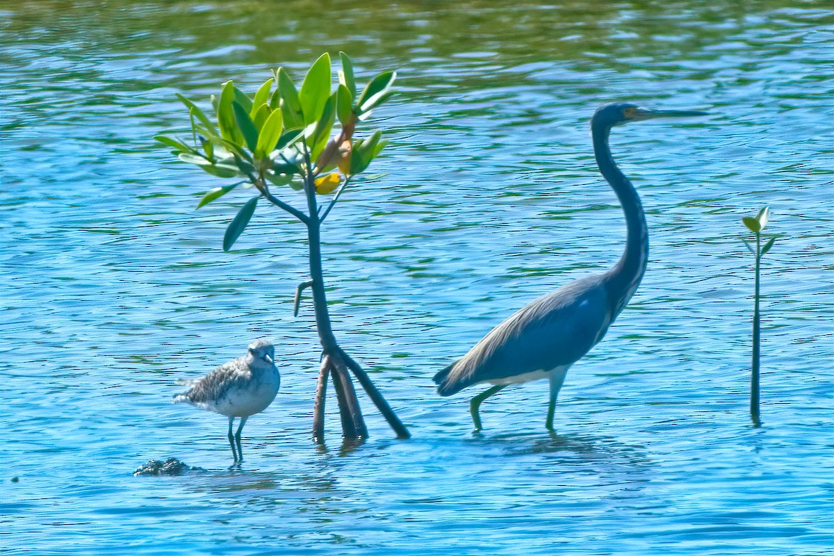 Tricolored Heron - ML147080481