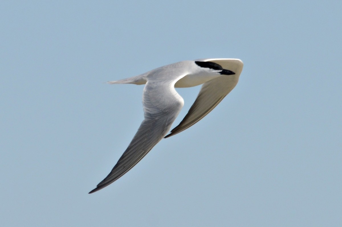 Gull-billed Tern - ML147080531