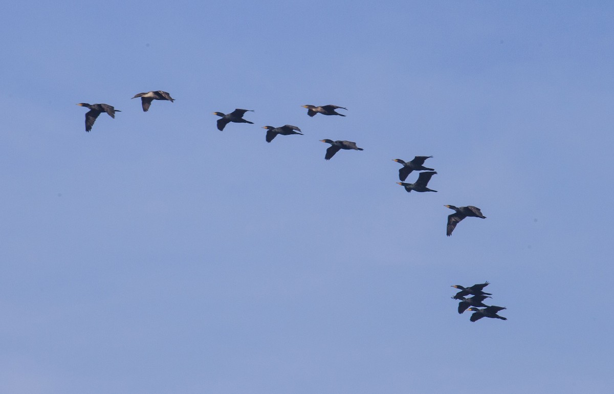 Double-crested Cormorant - ML147080911