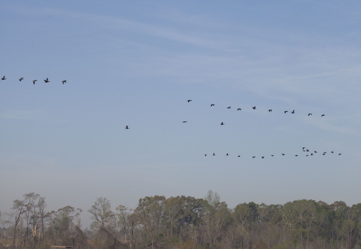 Double-crested Cormorant - ML147081171