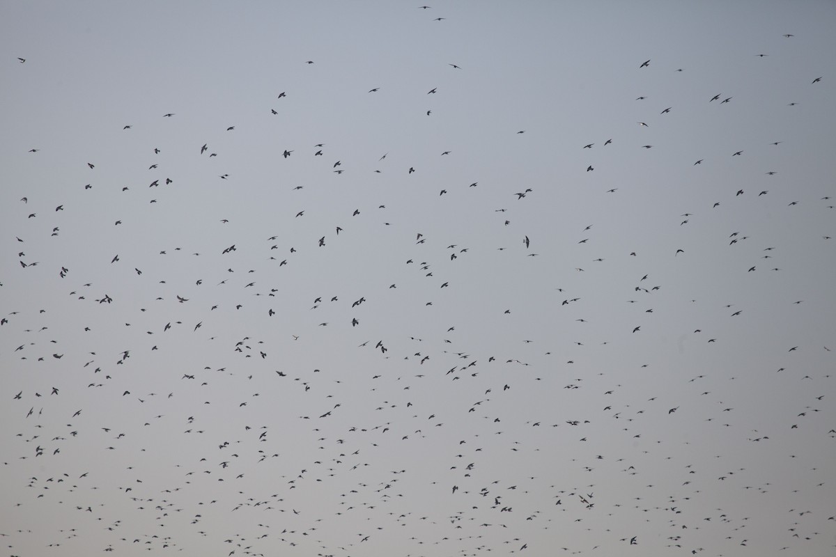 Tree Swallow - ML147082001