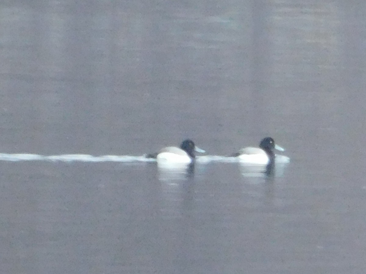 Greater Scaup - ML147082021