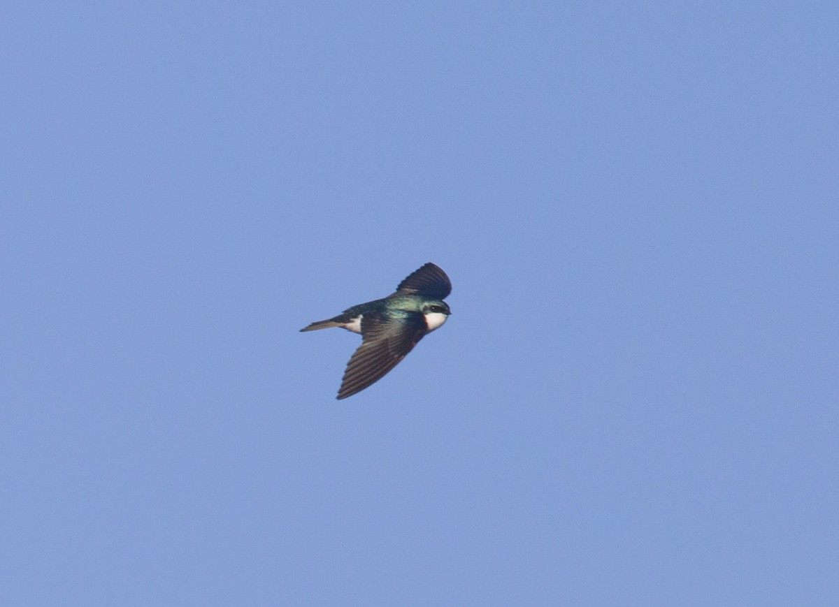 Golondrina Bicolor - ML147082061