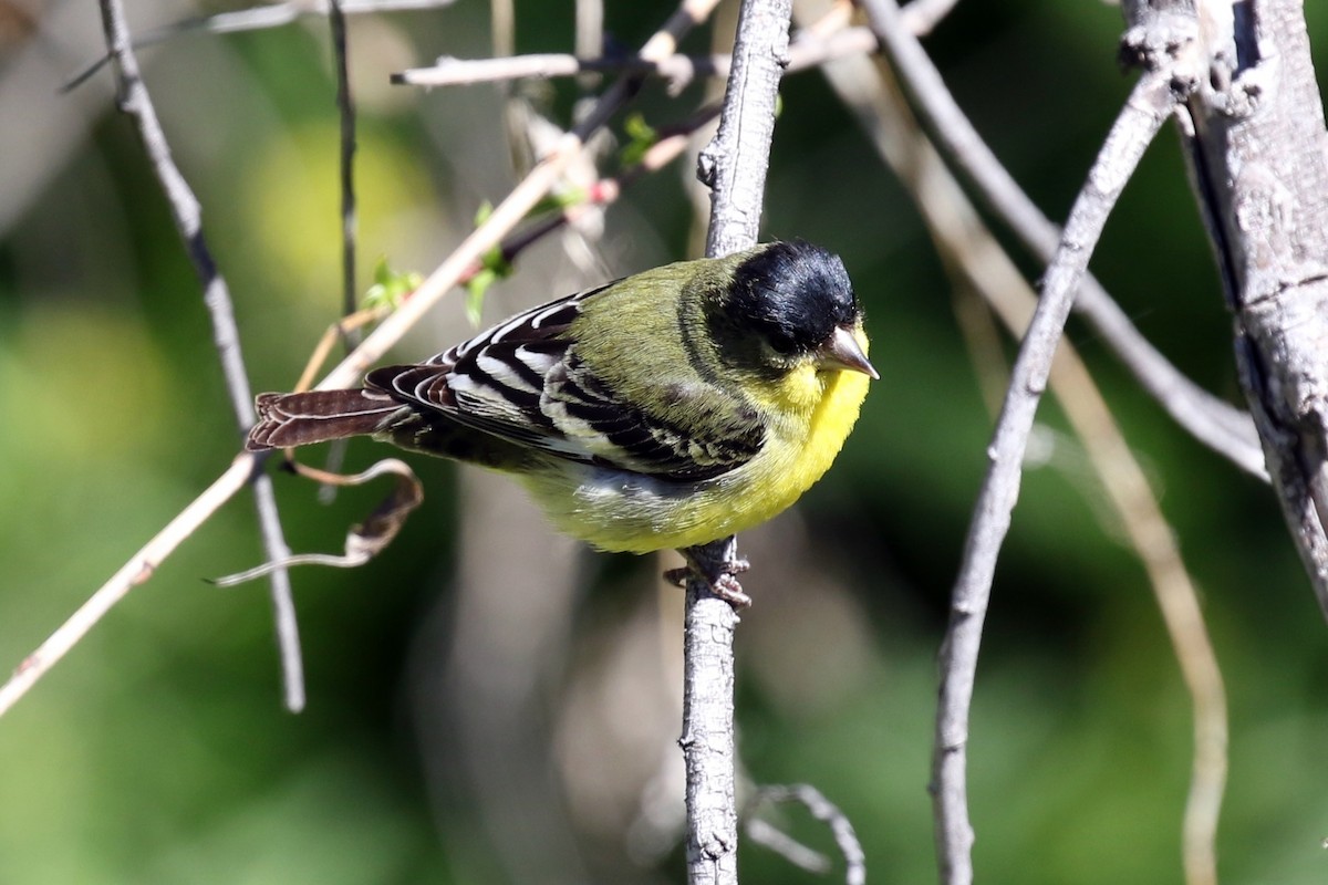 Lesser Goldfinch - ML147086221