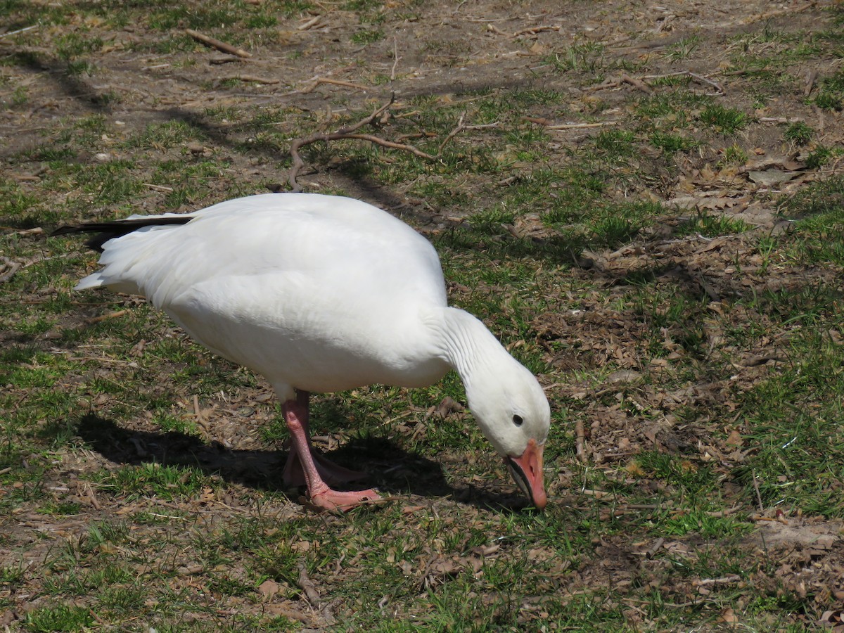 Snow Goose - ML147086461