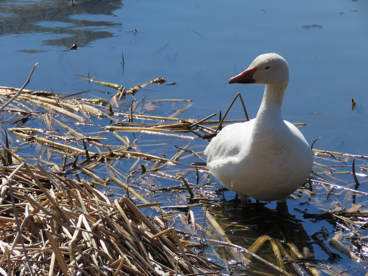 Snow Goose - ML147086491