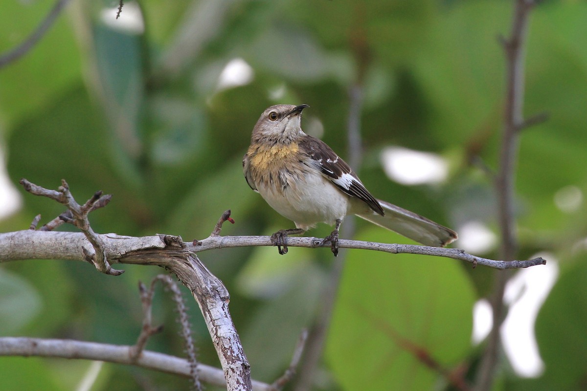 Northern Mockingbird - ML147086601