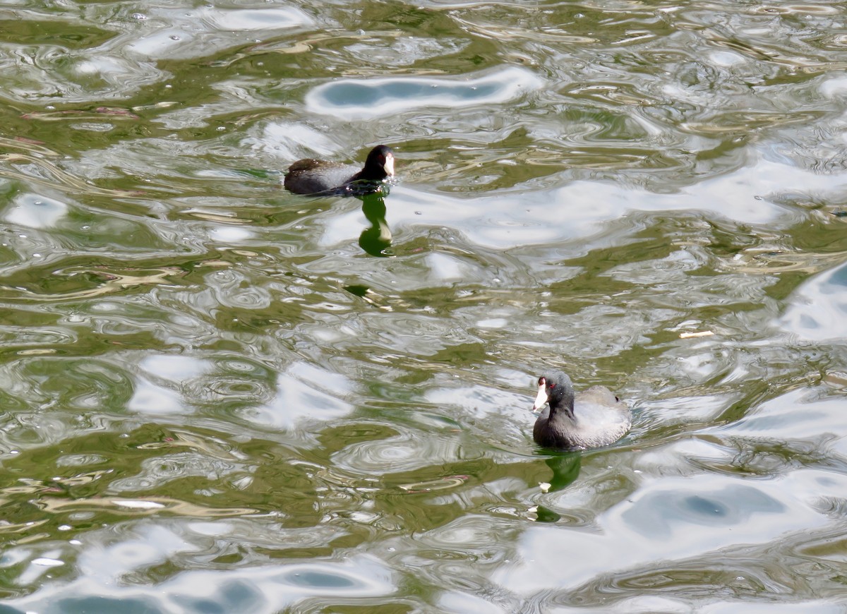American Coot - ML147087611